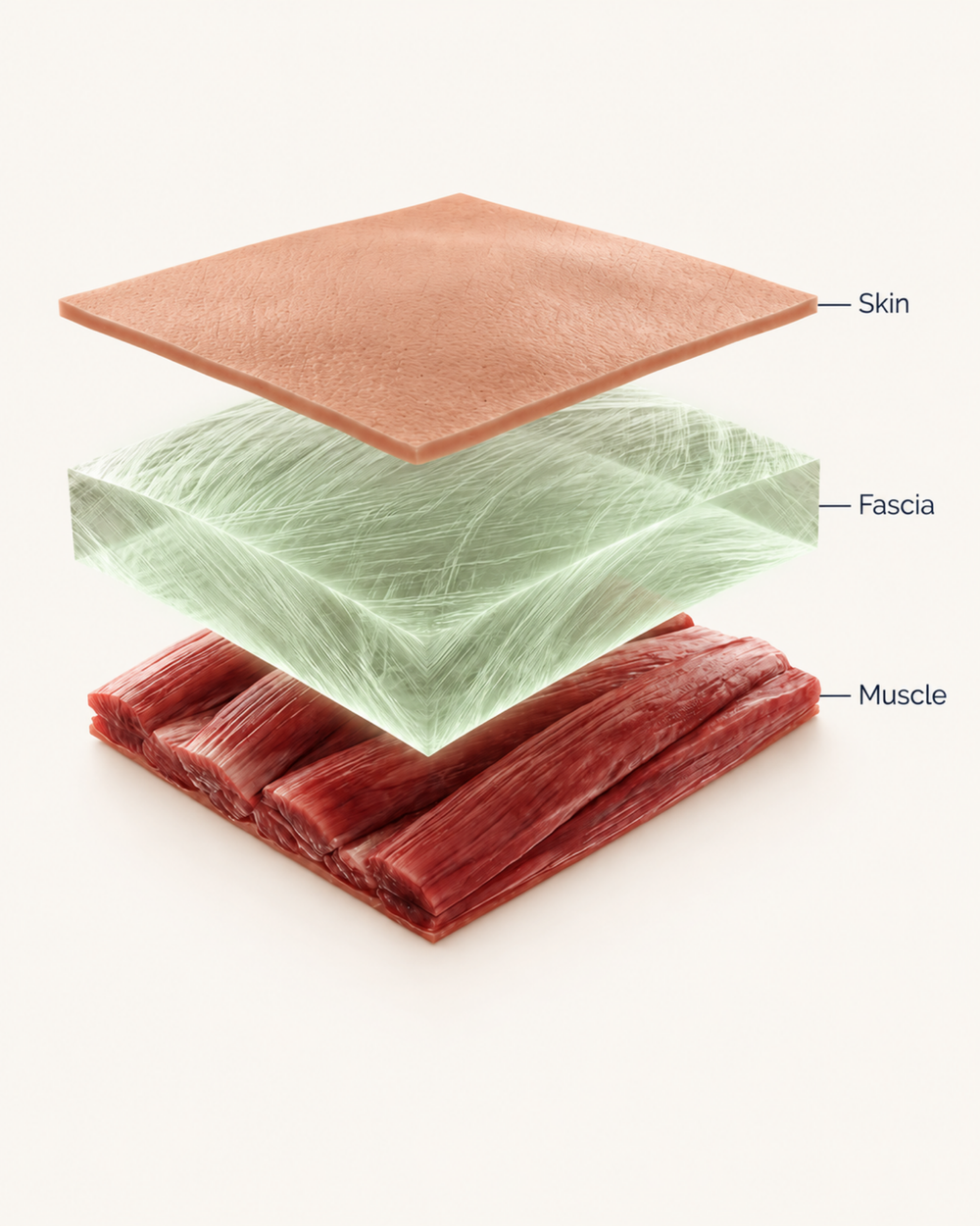 The skin, fascia and muscle layer diagram